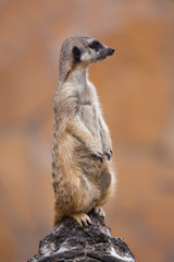 Meerkat standing closeup