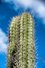 Spiny cactus growing on Aruba