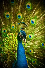 Acrylic prints Olif green Peacock closeup