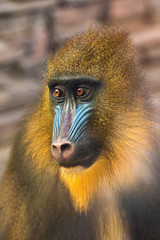 Mandrill monkey closeup
