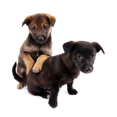 Obraz premium Two funny puppies isolated on white