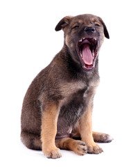 Obraz premium Funny puppy isolated on white