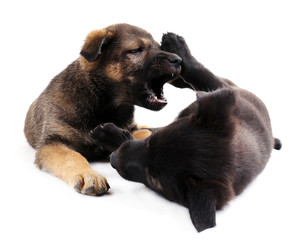 Two funny puppies isolated on white