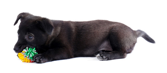 Obraz premium Puppy playing with a toy isolated on white