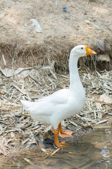 White goose by a river in Thailand
