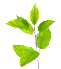 Cherry brunch on white background isolated