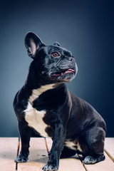Portrait of a dog. French bulldog.studio shot on dark background