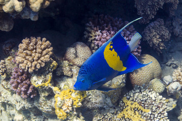 Blauer Sichel-Kaiserfisch in Red Sea, Egypt