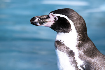 Deutschland, Köln, Humboldt Pinguin in zoo