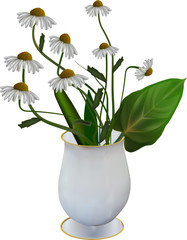 chamomile flowers in vase isolated on white