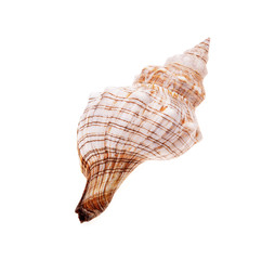 Rapana shell isolated on white background. Close-up view..
