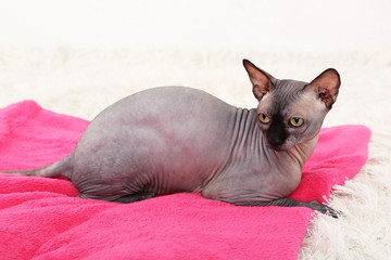 Beautiful gray sphinx cat relaxing on plaid in room