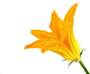 Flower of plant is zucchini or courgette