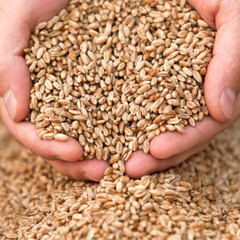 Hands with a grain of wheat closeup