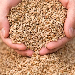 Foto op Plexiglas Hands with a grain of wheat closeup © furtseff