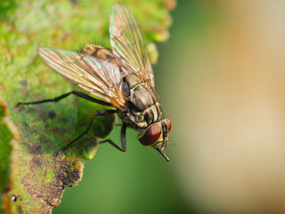 Housefly