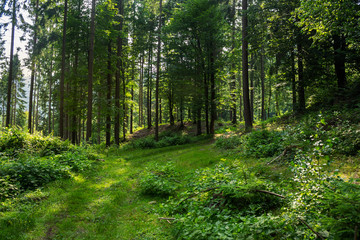 forest glade in  shade of the trees