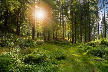 Foto op Plexiglas bos open plek in de schaduw van de bomen in het zonlicht © Pellinni