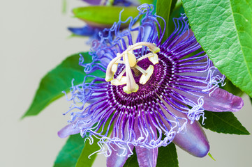Passion flower closeup