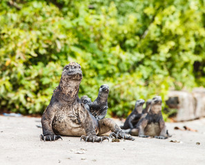 marine lguana family