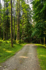 going to deep forest © Pellinni