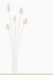 Fototapeta premium rabbit tail grass