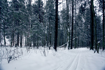 trails in the winter woods