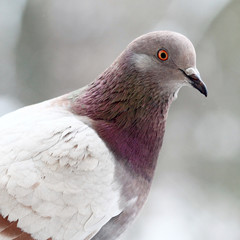 pigeon close up