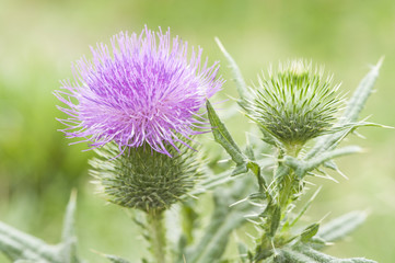 Blossoming Burdock