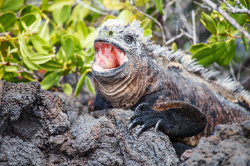 land iguana