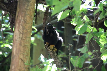 Tamarino dalle mani gialle