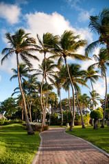 Fototapeta na wymiar Coconut palms on a tropical island paradise
