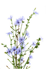 Obraz premium Cichorium intybus