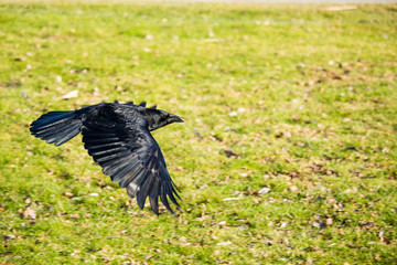 Fliegende Krähe