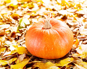 fresh pumpkin
