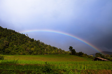 rainbow rises over the Rice fields on terraced.
