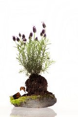 &Auml;therisches &Ouml;l Schopflavendel