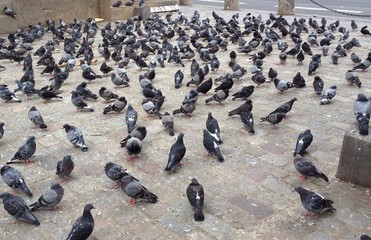 Pigeons parisiens - 68948337