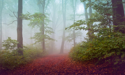 Foggy mystic forest during fall