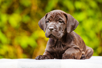 brindle cane corso puppy