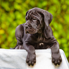 beautiful italian mastiff puppy