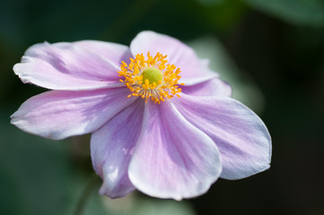 Fototapeta premium Closeup of the Anemone hupehensis flower