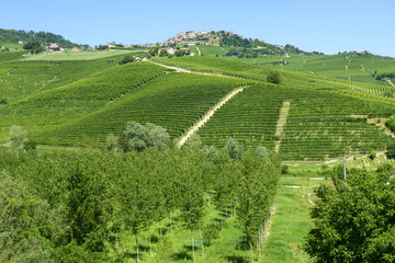Naklejka premium Summer landscape in Langhe (Italy)