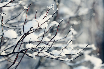 winter, snow on the branches of a tree, patterns