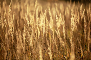 autumn dry grass sedge