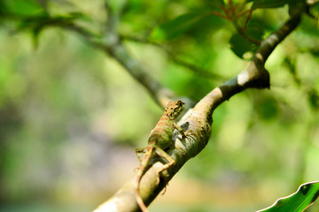 キノボリトカゲ