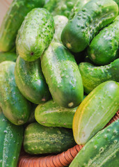 Lots fresh green cucumbers wooden table