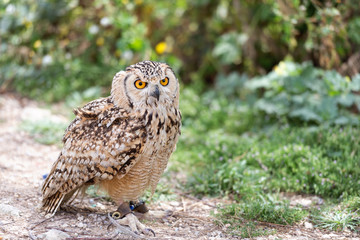 Owl on leash with copy space