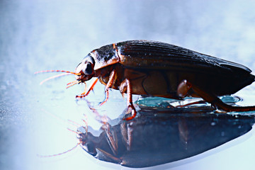water beetle macro