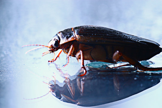 Water Beetle Macro